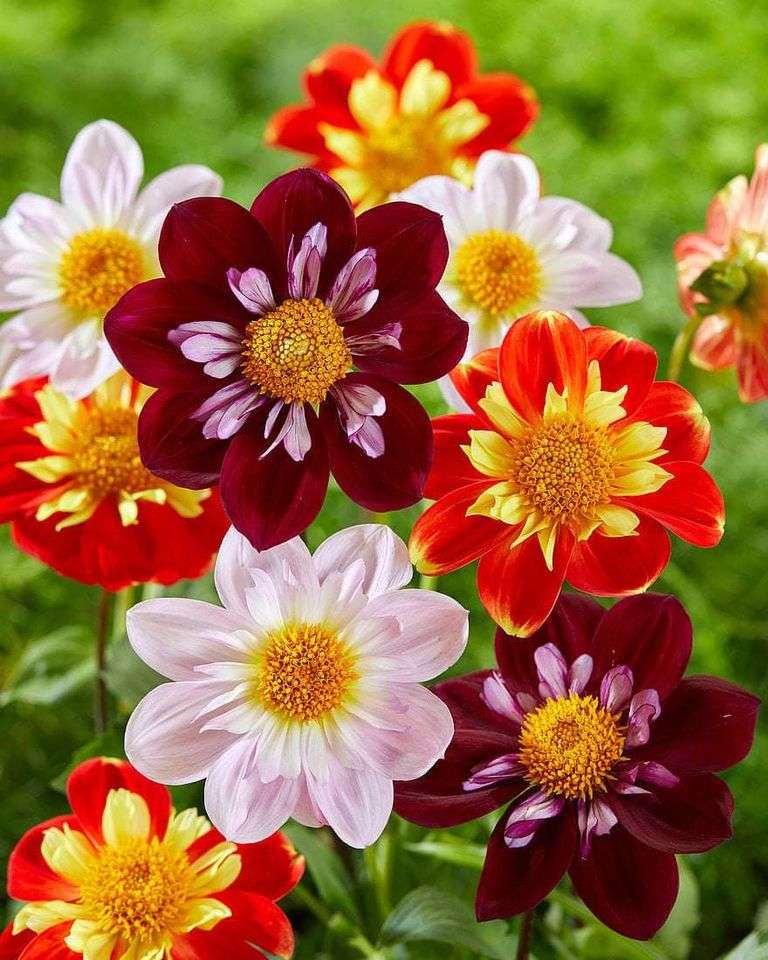 Flores coloridas puzzle online