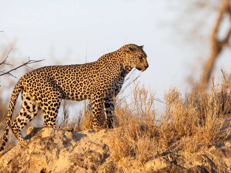 Terrible leopardo rompecabezas en línea