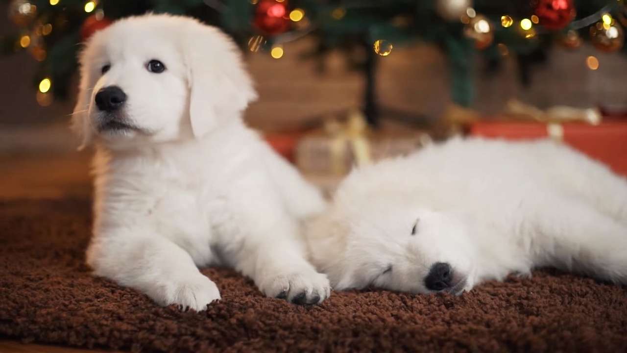 Pyrenean mountain dog online puzzle