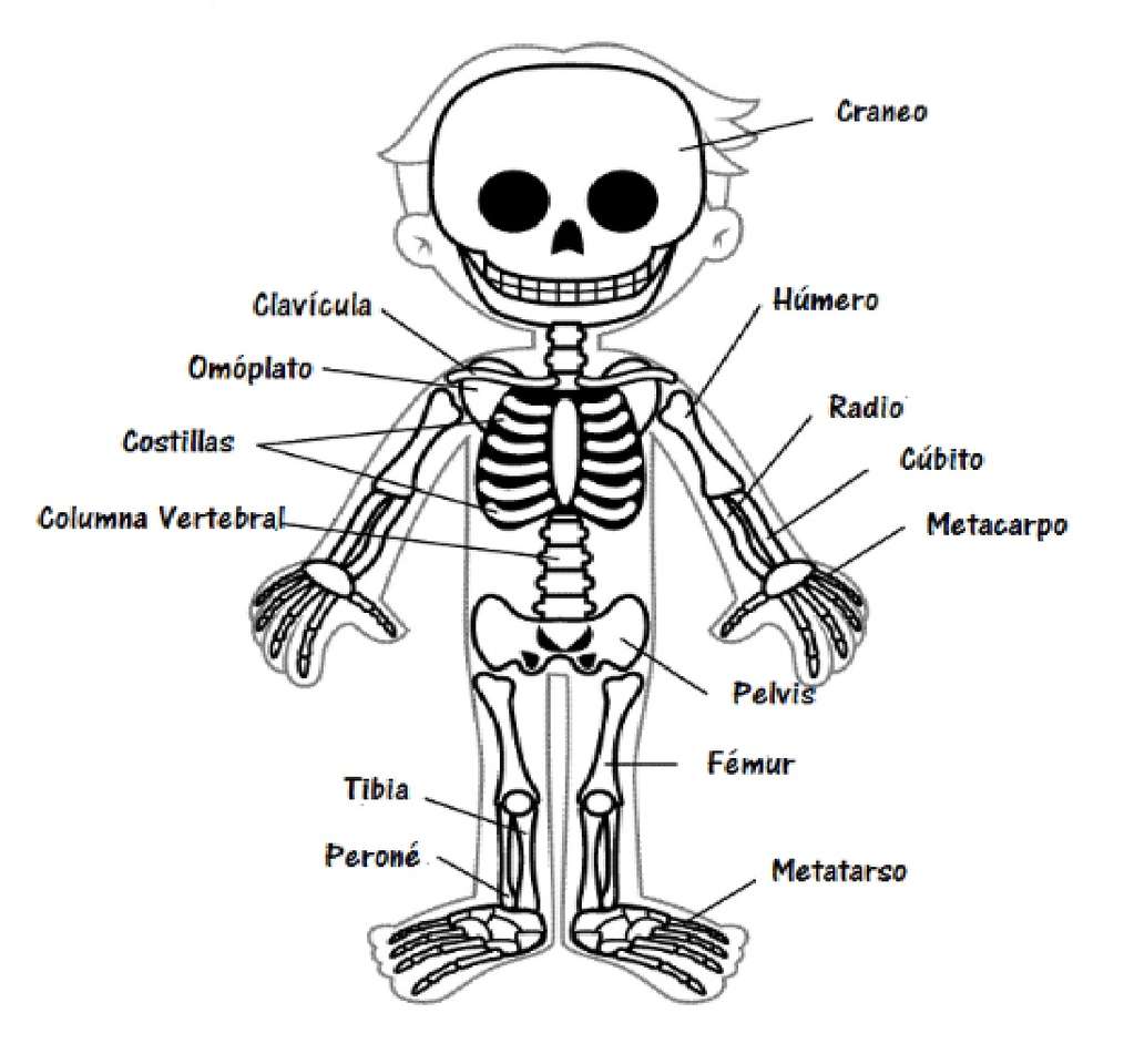esqueleto humano - rompecabezas en línea