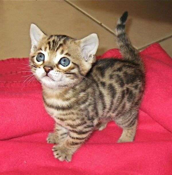 Irresistible Bengal Kitten #228 online puzzle