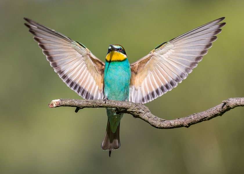 Abelharuco- o pássaro mais colorido quebra-cabeças online