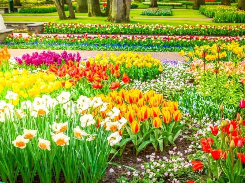 Fiori di primavera nel parco puzzle online