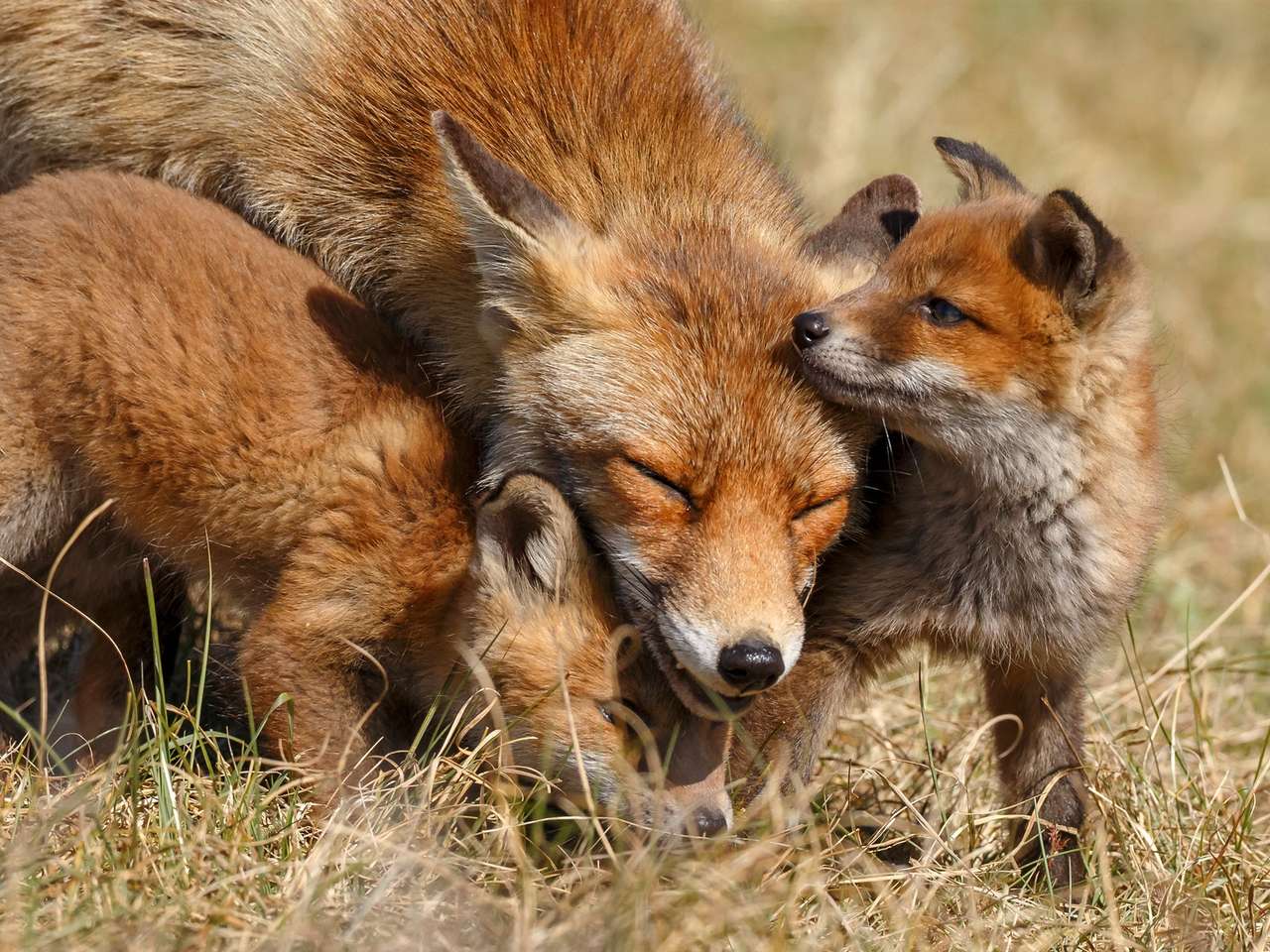 renard avec sa famille puzzle en ligne