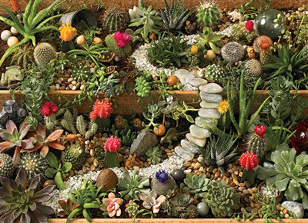 Lindo jardín de cactus rompecabezas en línea