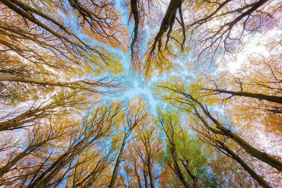 Nézi az eget a magas fák között online puzzle