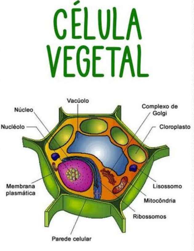 plant cell jigsaw puzzle online