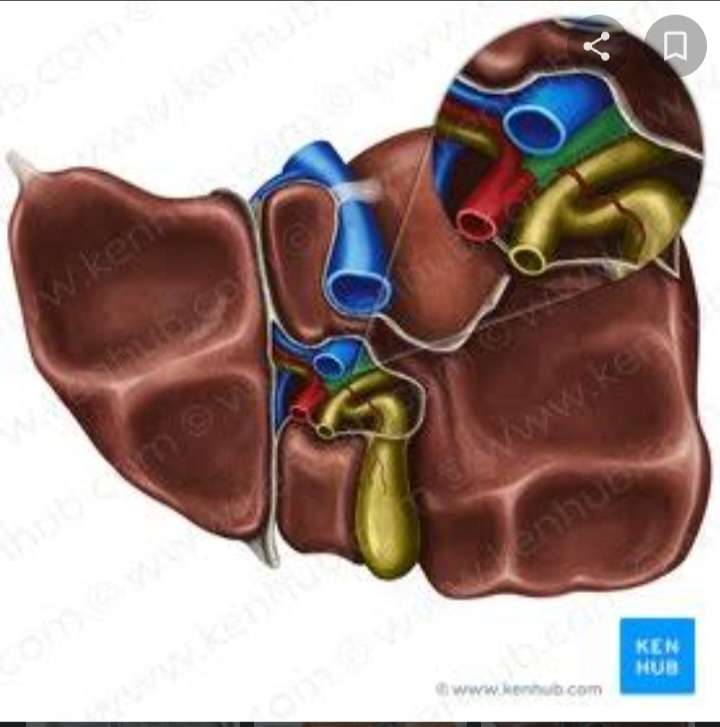 肝臓の下面 オンラインパズル