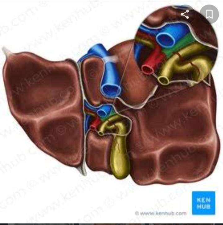 Face inférieure du foie puzzle en ligne