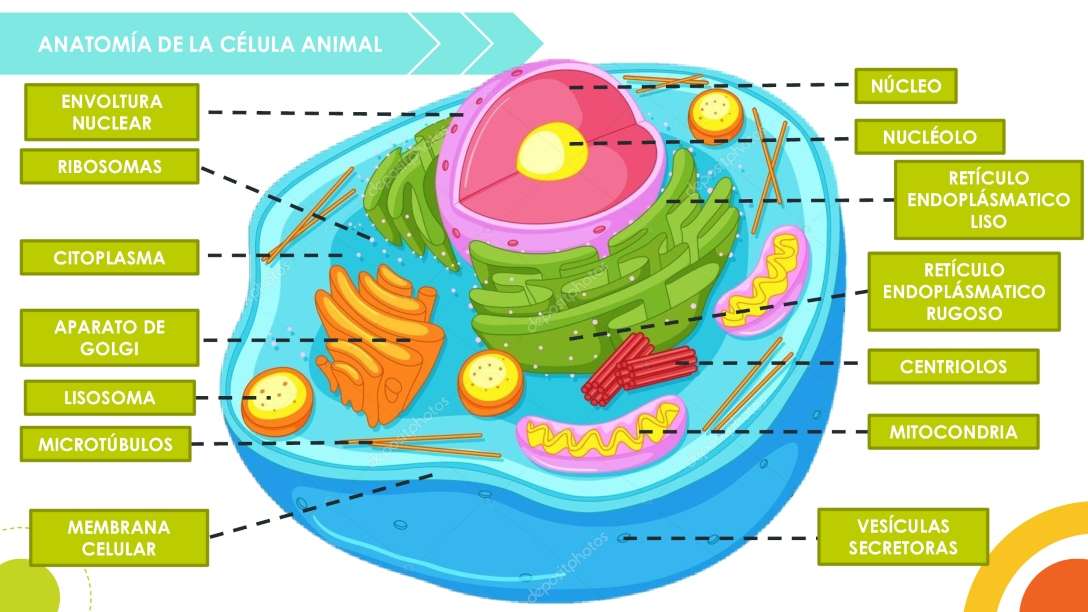 CELUL ANIMAL puzzle online