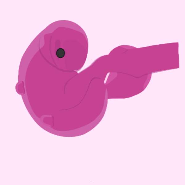zwangerschapsstadia online puzzel