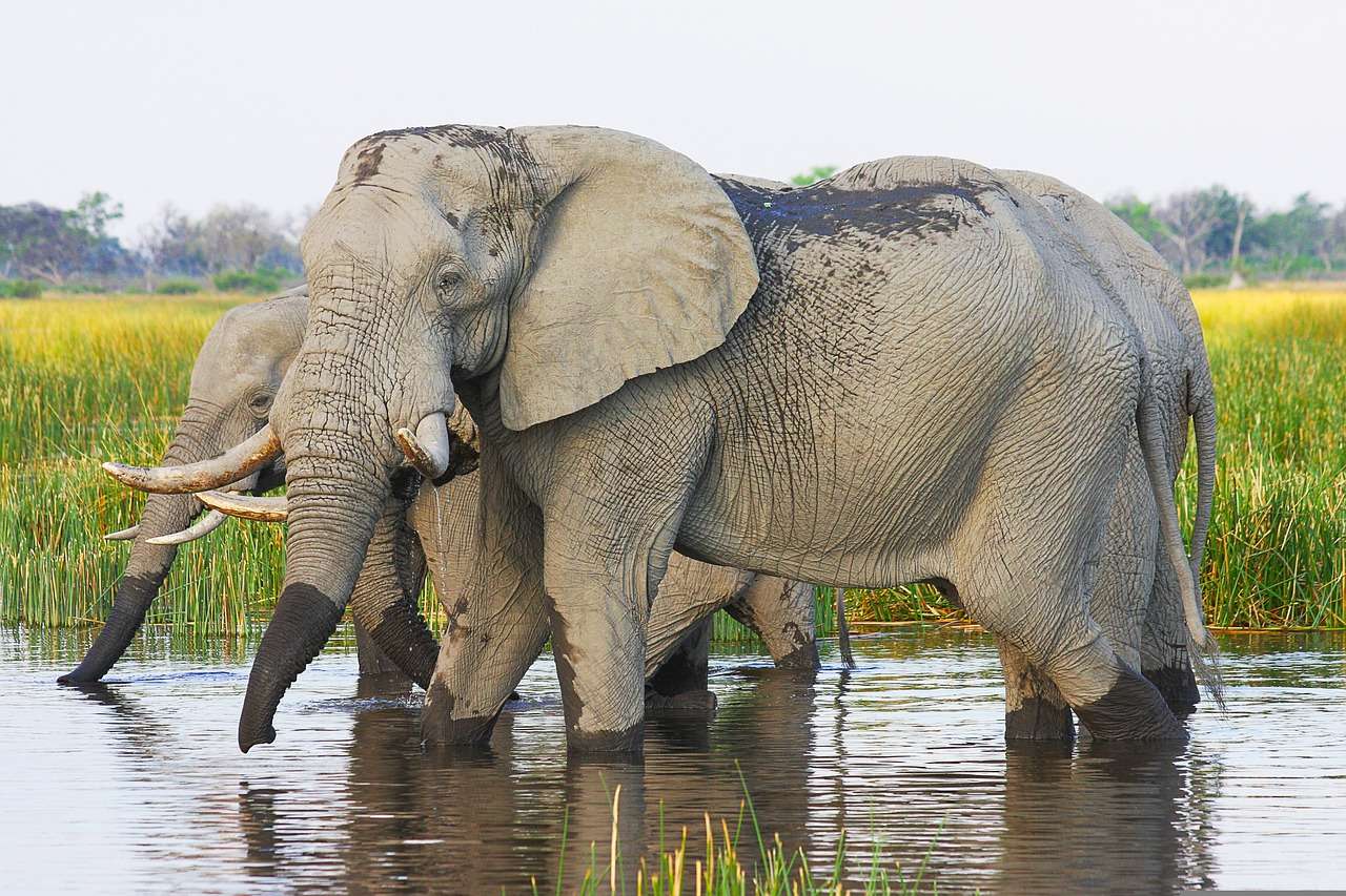 Bokor elefánt online puzzle