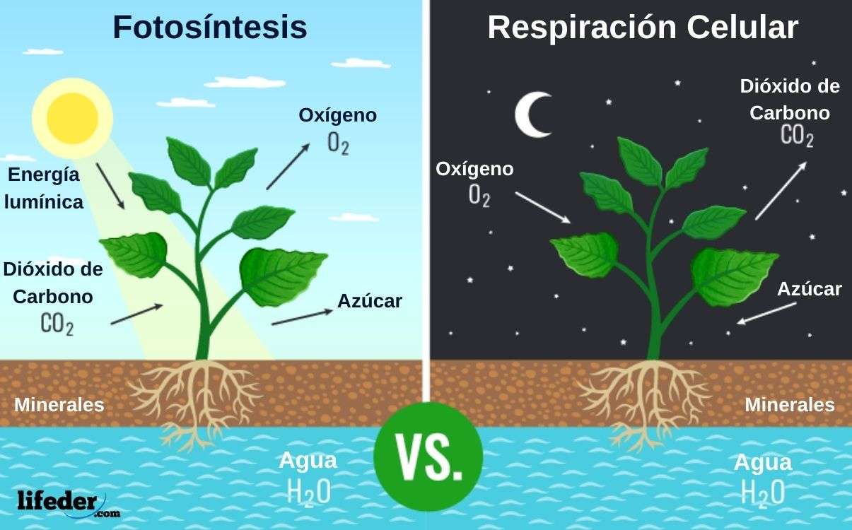Dýchání a krmení v rostlinách online puzzle