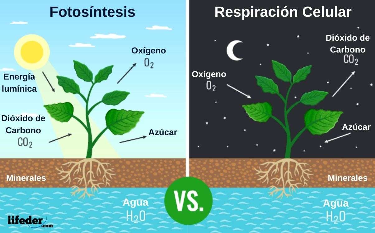 Respiración y Alimentación en Las Plantas rompecabezas en línea