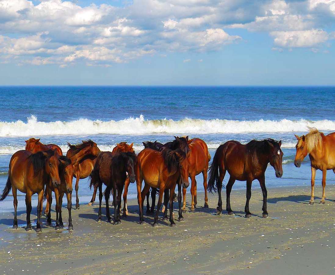 Cavalli selvaggi sulla costa meridionale della Virginia puzzle online
