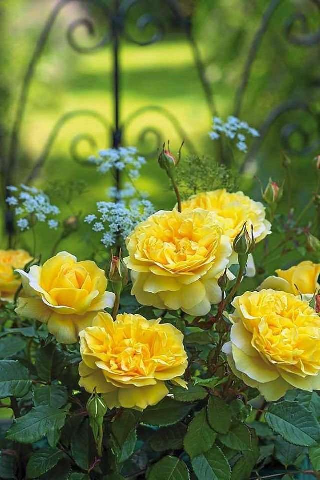 желтые розы пазл онлайн