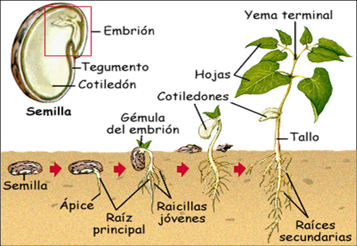 Embryonal utveckling av växter Pussel online