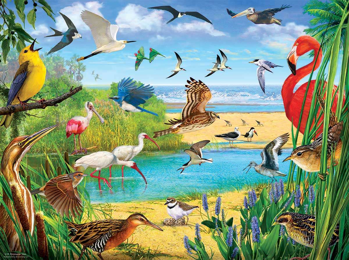 Oiseaux de Floride-FLAMANTS, HÉRONS, PÉLICANS, Faucon puzzle en ligne