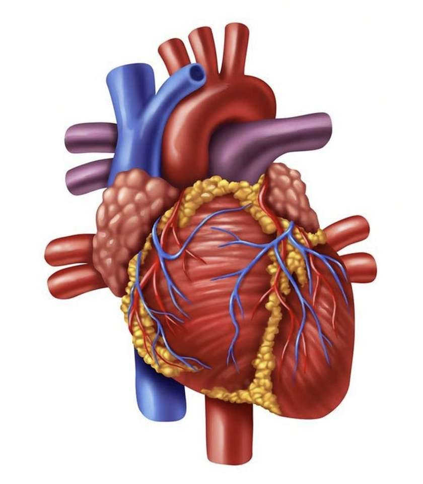 anatomie srdce online puzzle