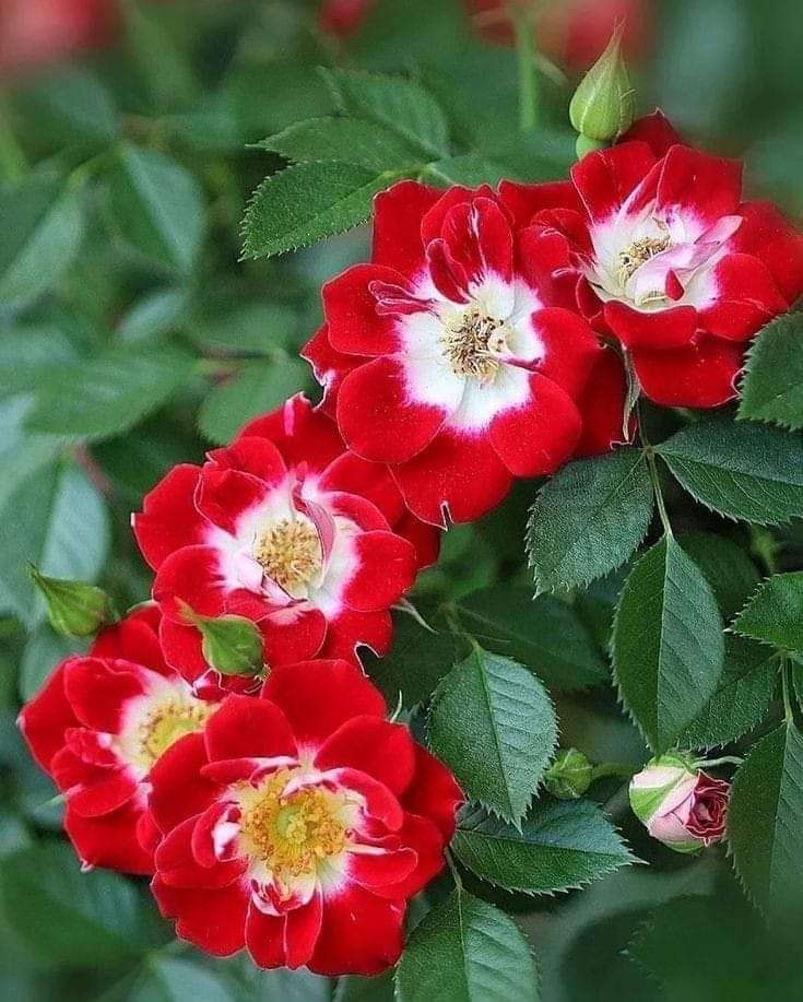 розов храст онлайн пъзел
