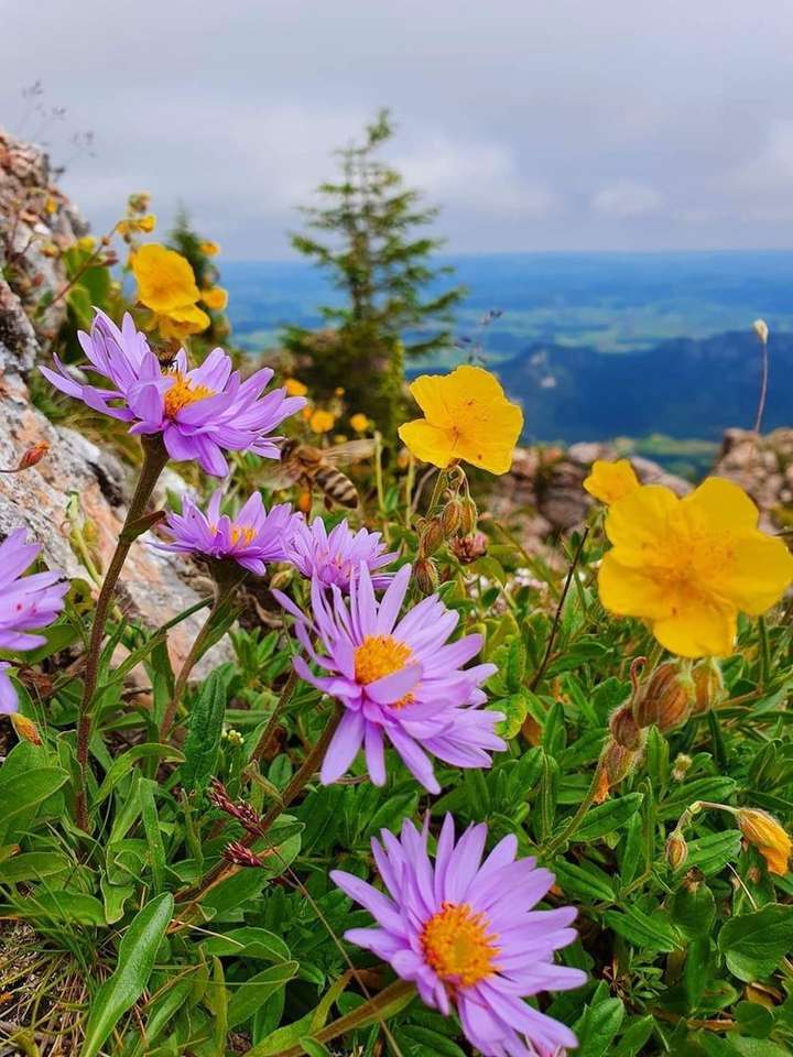 fiori di montagna puzzle online