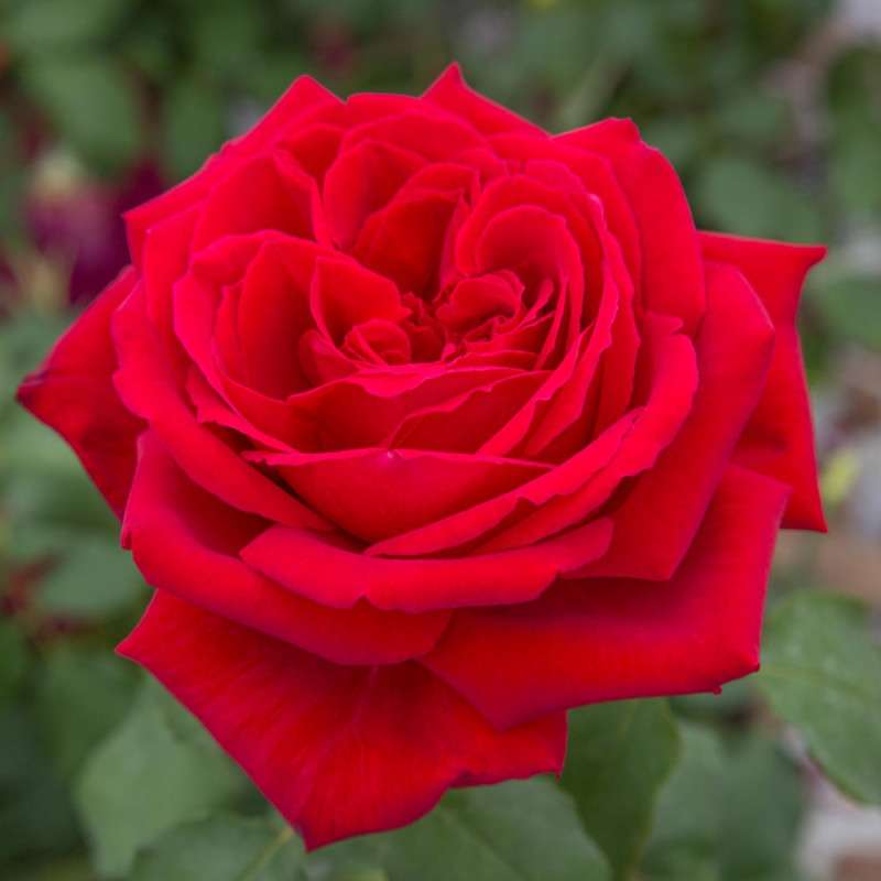 роза роза онлайн пъзел
