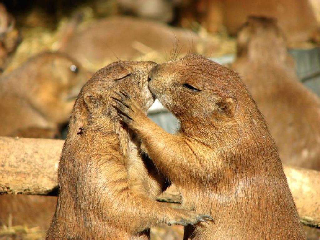 abrazo de marmota rompecabezas en línea