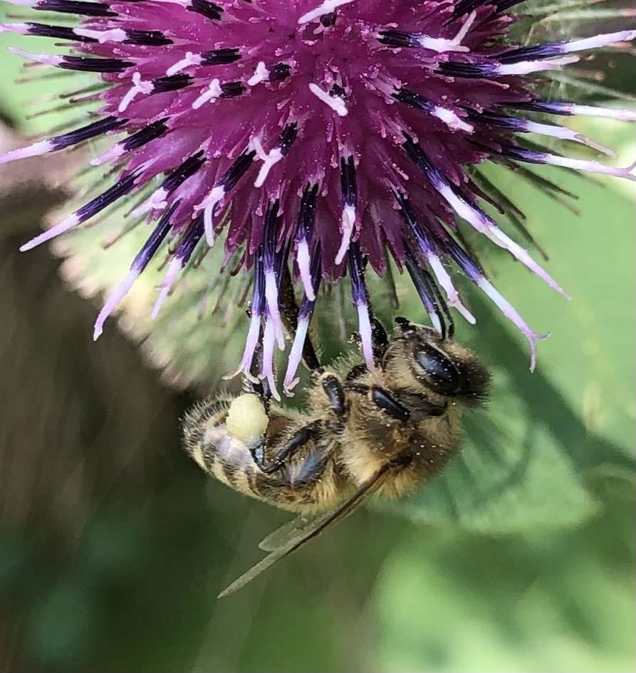 Μέλισσα στο γαϊδουράγκαθο online παζλ