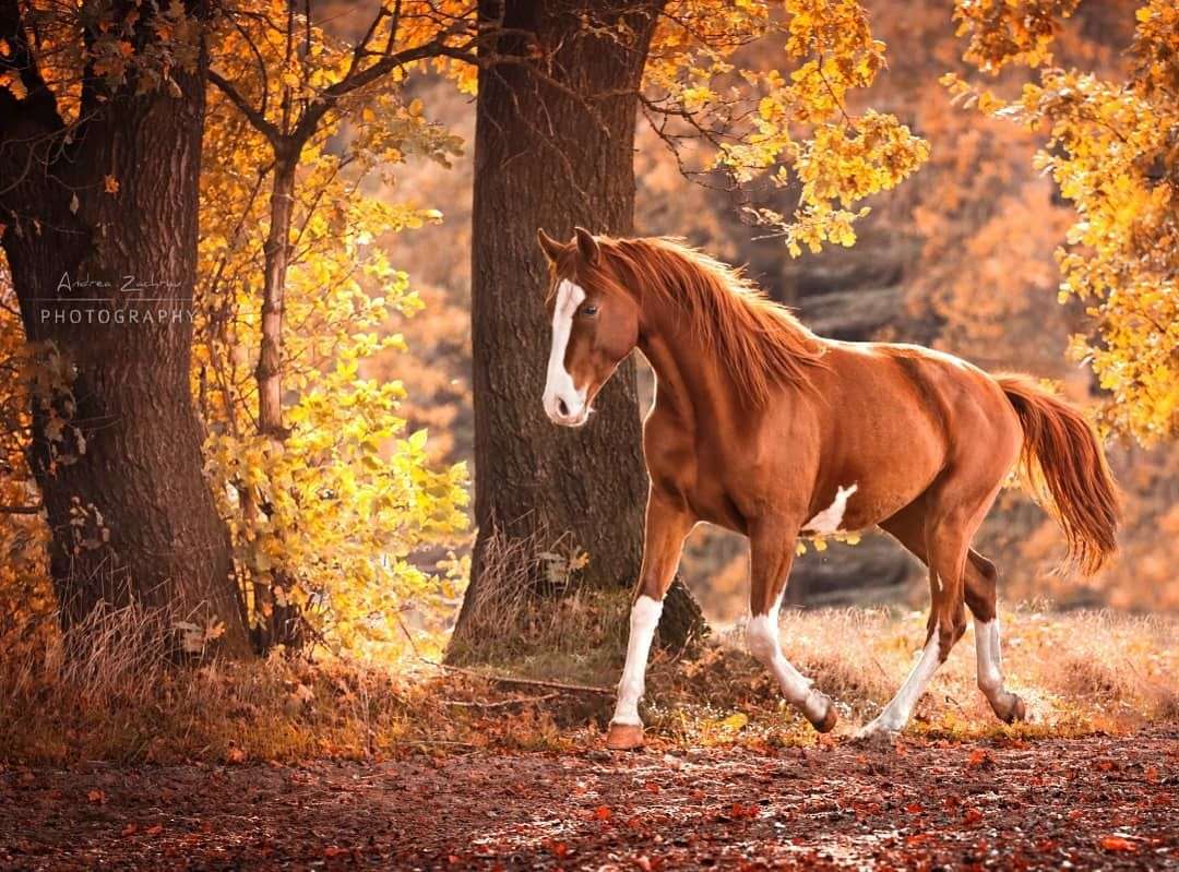 Galopperande häst i skogen Pussel online