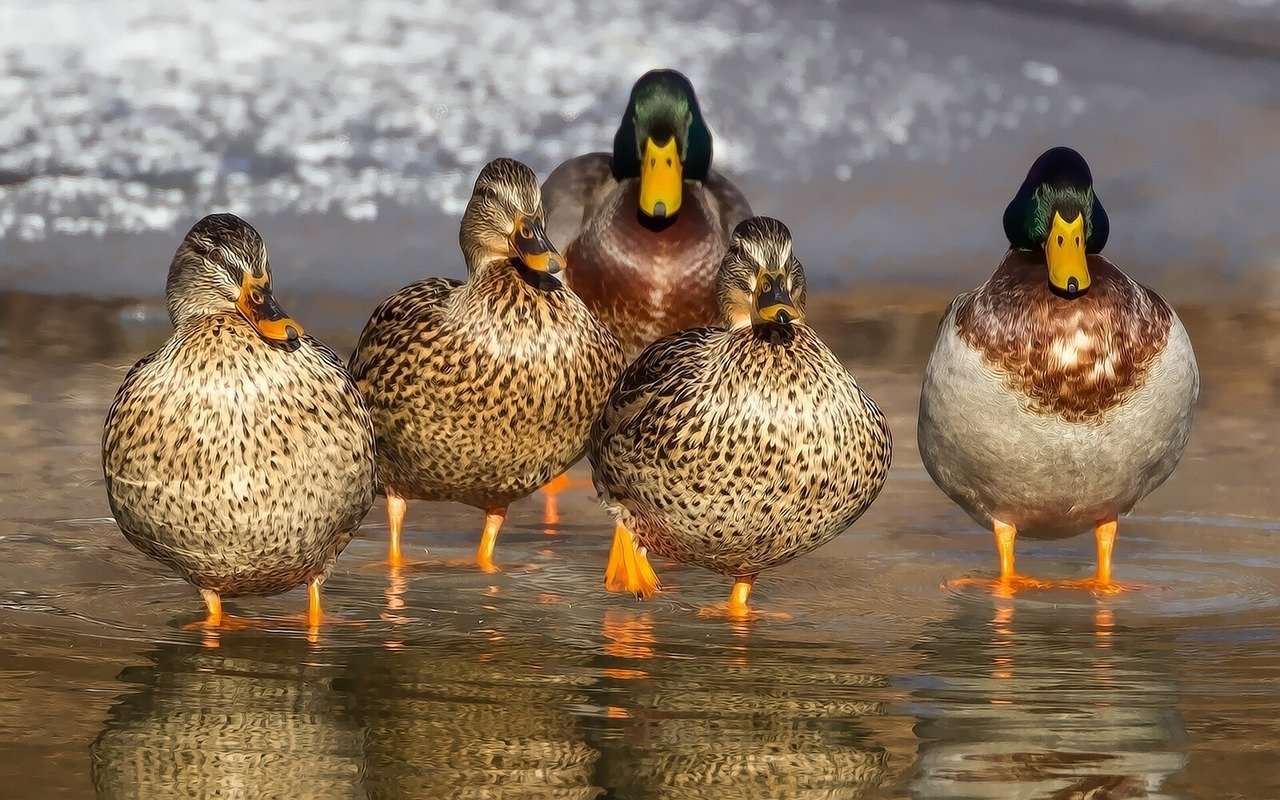 Ducks from our pack online puzzle