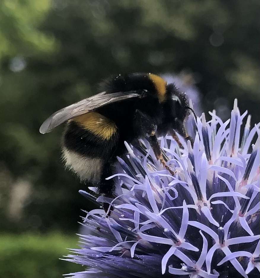 Bumblebee su cardo puzzle online