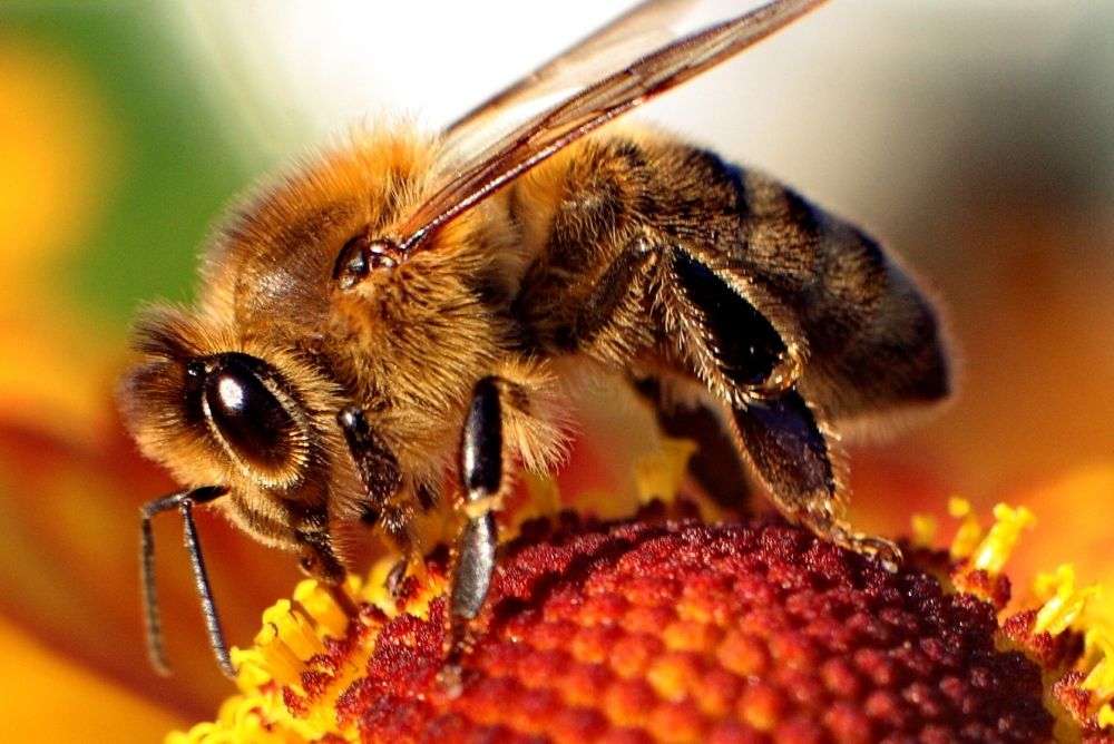 Царица на пчелите онлайн пъзел