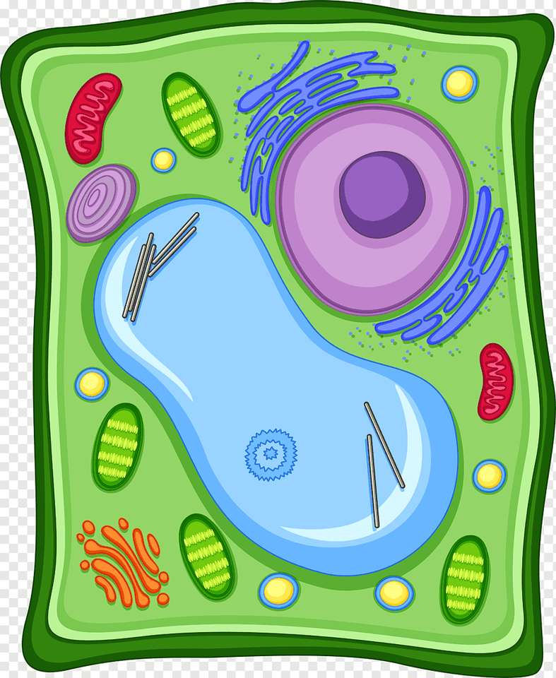 cellula vegetale puzzle online