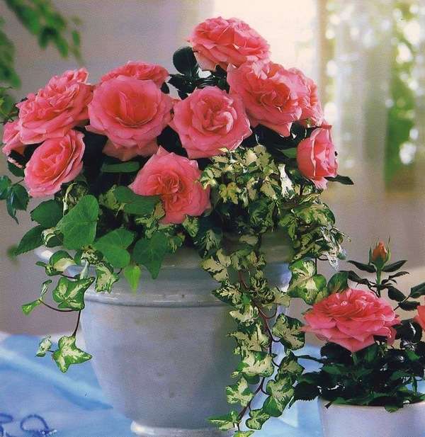 Potted roses online puzzle