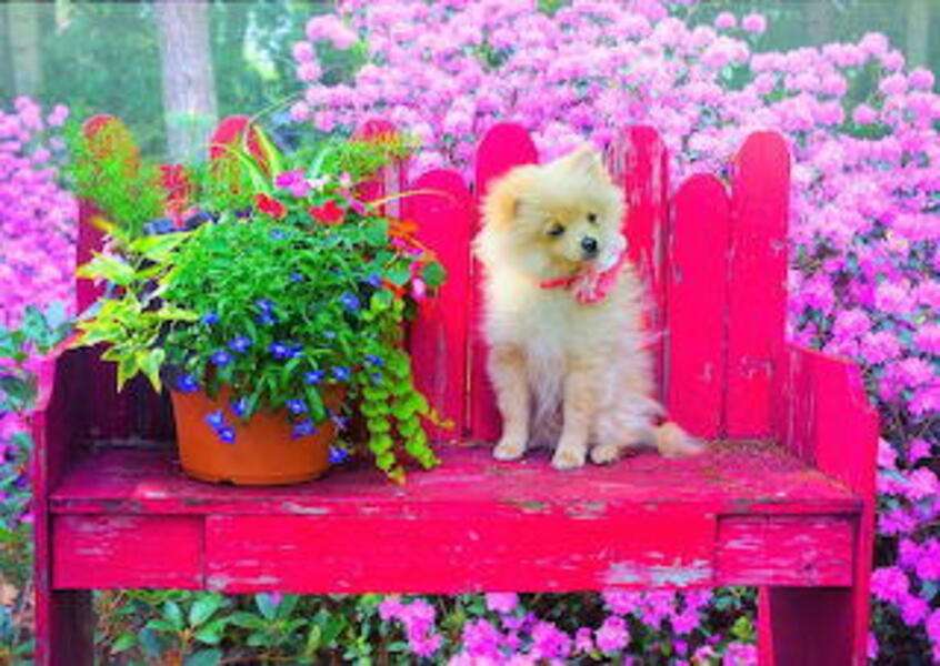 Puppy op een bankje #220 online puzzel