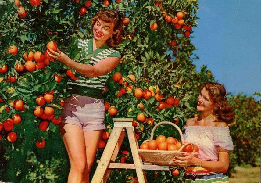 Flickor samlar på apelsiner pussel på nätet