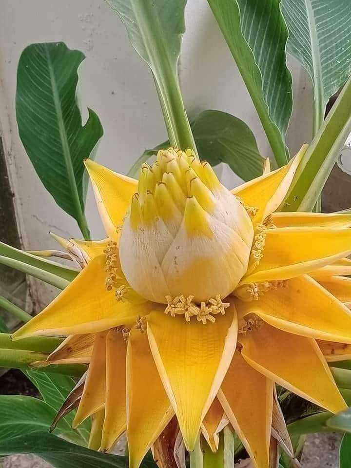 a beleza de uma flor quebra-cabeças online