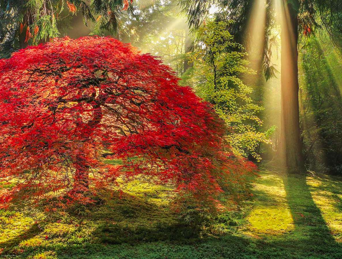 Hermoso bosque de otoño bajo el sol rompecabezas en línea