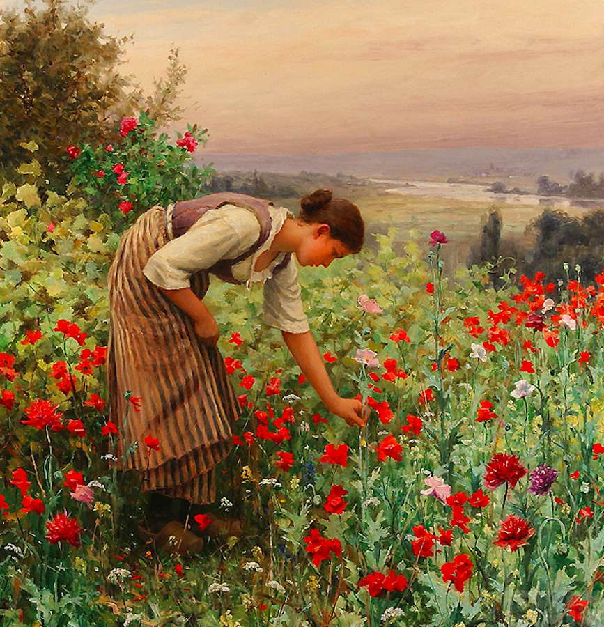 A field full of poppies jigsaw puzzle online