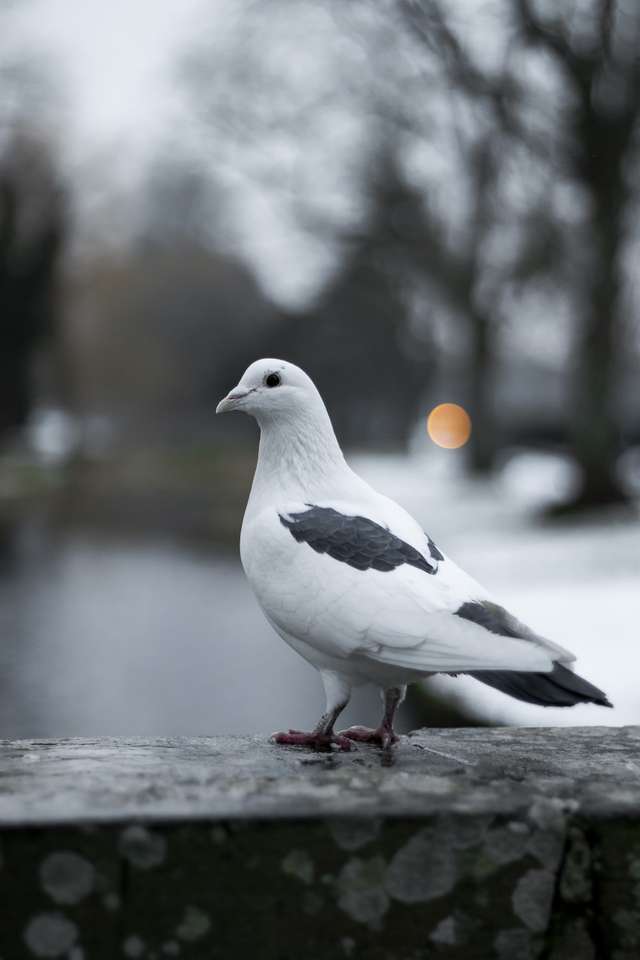 Бело-черный голубь онлайн-пазл