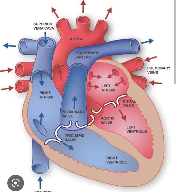 heart online puzzle