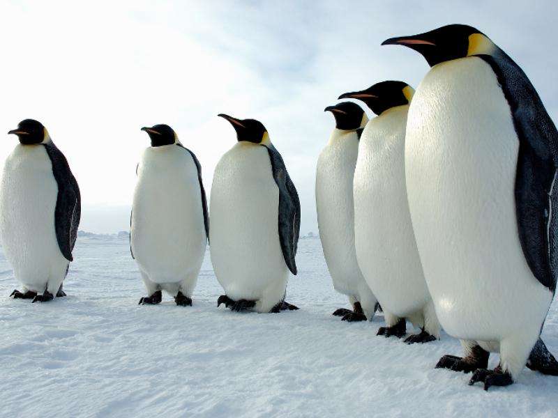 Tučňáci císařští žijí v Antarktidě skládačky online