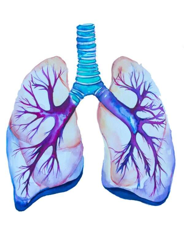 pulmones rompecabezas en línea