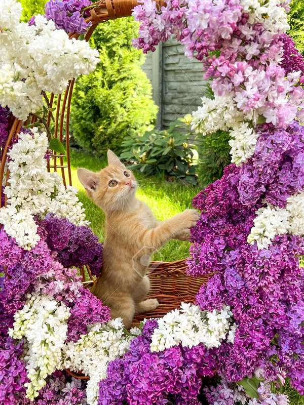 Коте, заобиколено от люлякови цветя #237 онлайн пъзел