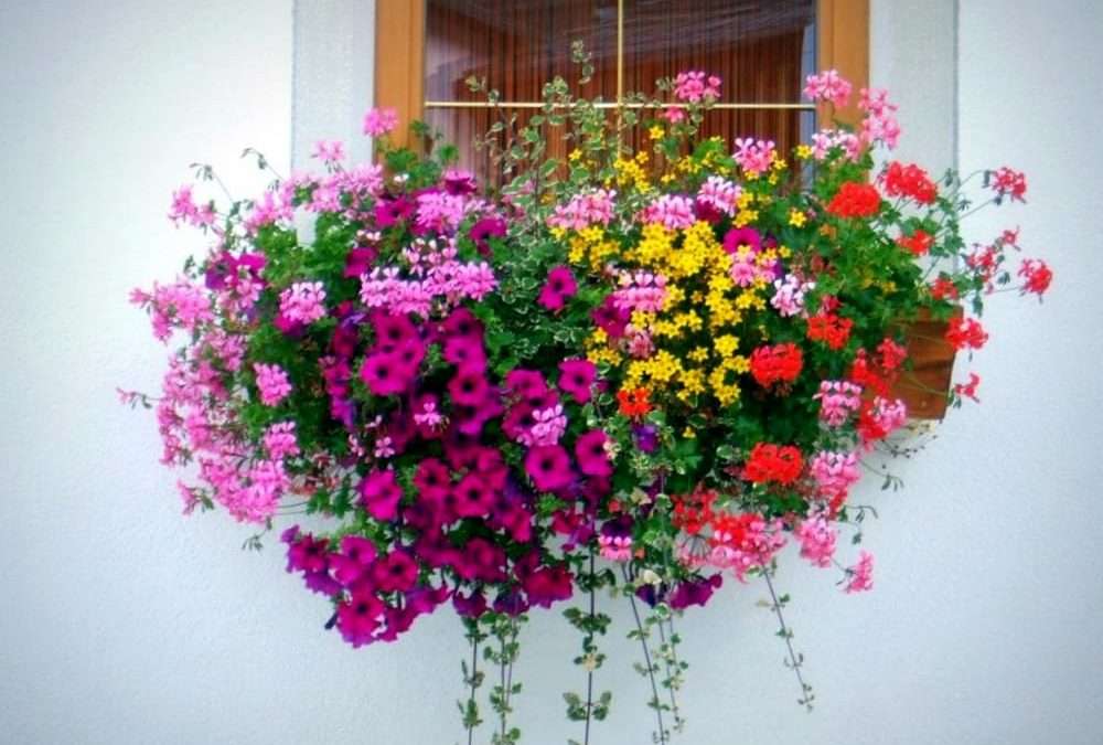 Virágok a külső ablakpárkányon kirakós online