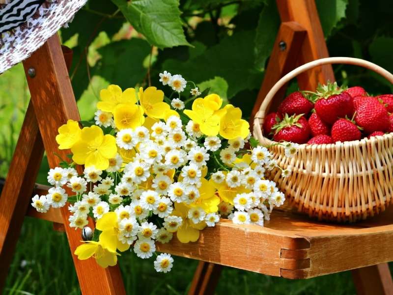 Erdbeeren, Kamille direkt aus Ihrem Garten Online-Puzzle