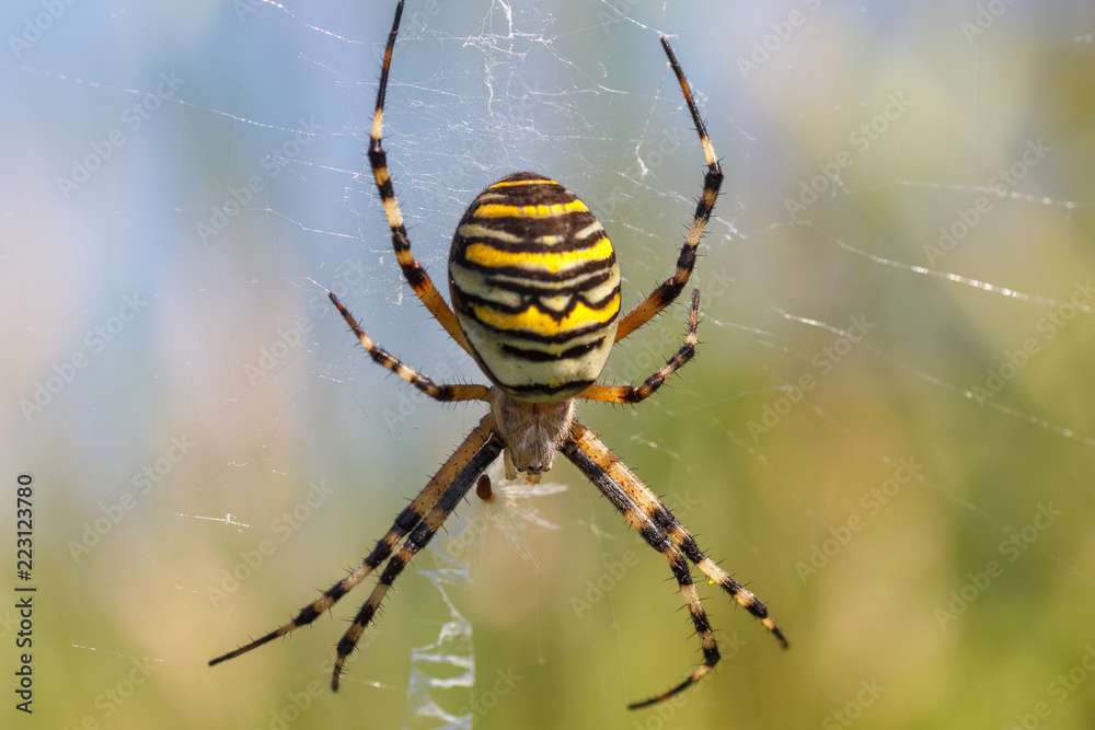 pavoukovec skládačky online