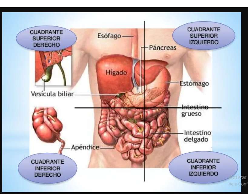 anatomie břicha online puzzle