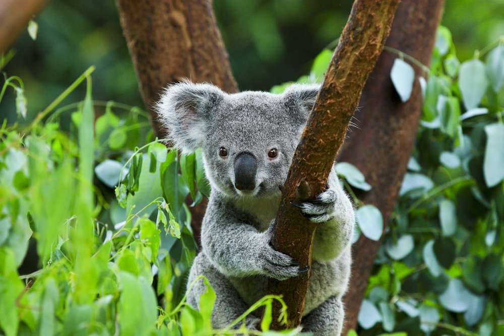 koala op de boom legpuzzel online