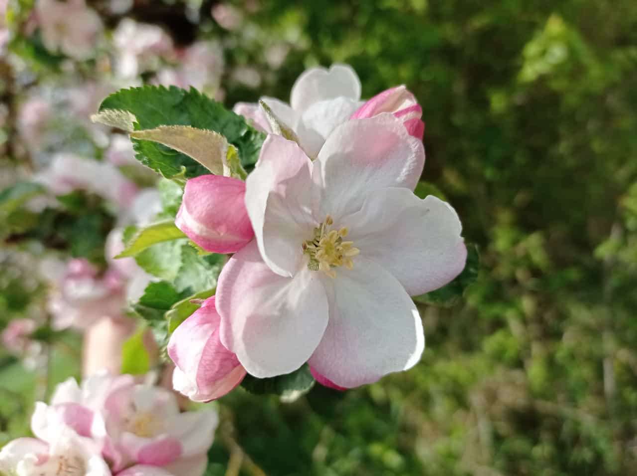 floare de măr puzzle online
